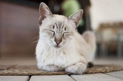 Cat resting indoors