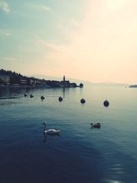 Swans swimming in lake against sky