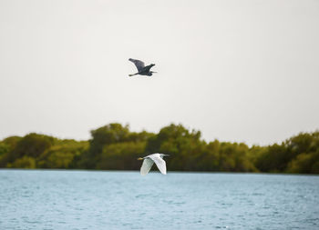 Seagull flying over lake against clear sky