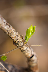 Close-up of plant leaves