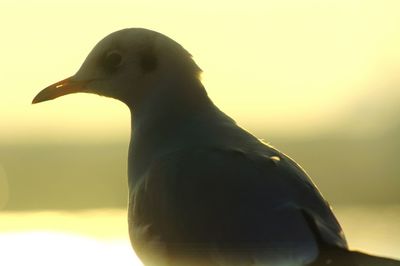 Close-up of bird against blurred background