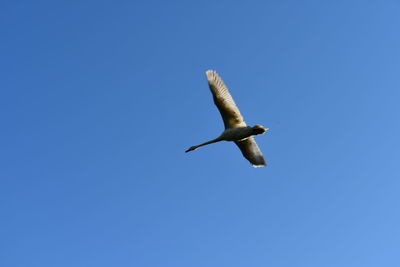 Low angle view of seagull flying