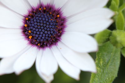 Close-up of purple flower