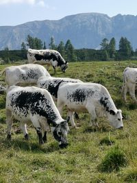 View of cows on field