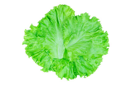 Close-up of green leaf against white background