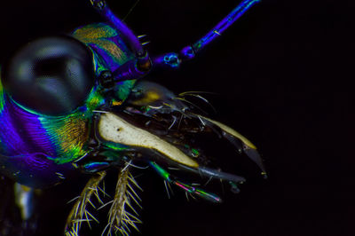 Close-up of insect over black background