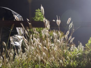 Close-up of grass on field