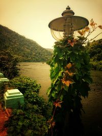 Scenic view of flowering plants by mountains against sky