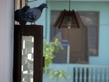 Close-up of bird perching on window