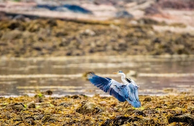 View of a bird on water