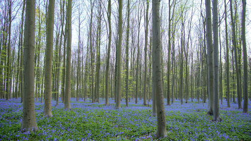 Trees growing in forest