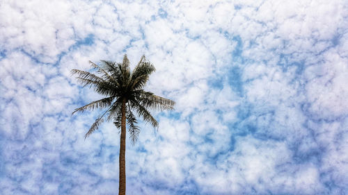 Low angle view of palm tree against blue sky