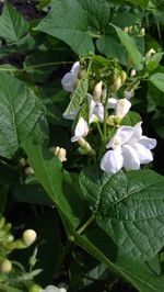 Close-up of white flowers