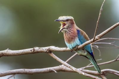 Bird perching on branch