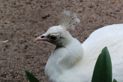 Close-up of a bird on field