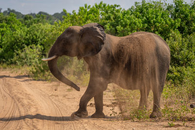 African elephant stands shaking soil off back