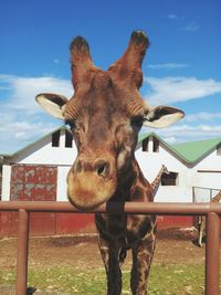 Close-up of giraffe standing against sky at zoo