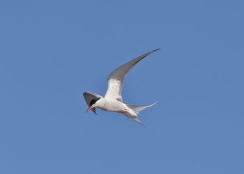 Low angle view of seagull flying in sky