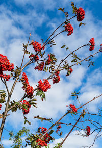 Low angle view of red flowering plant against sky