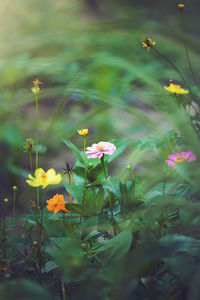 Close-up of pink flowering plant