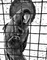 Close-up of bird perching in cage