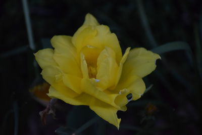 Close-up of yellow rose flower