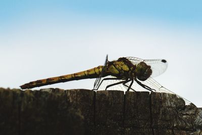 Close-up of insect perching on pole against clear sky