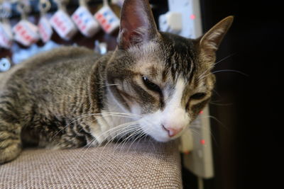 Close-up of a cat looking away