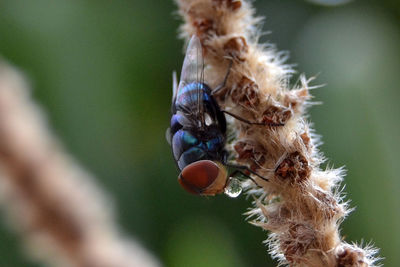 Close-up of insect on leaf