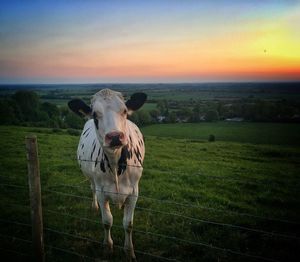 Portrait of cow on landscape against sky