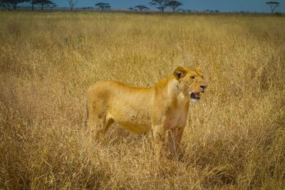 View of a cat on field