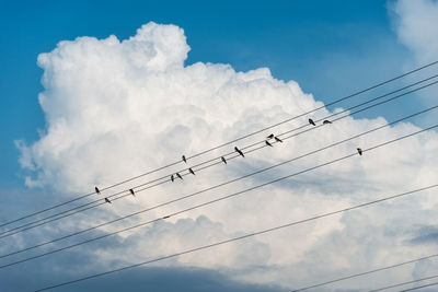 Low angle view of birds flying against sky