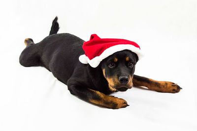 Portrait of dog over white background