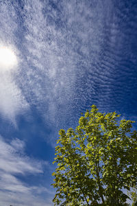 Low angle view of tree against sky