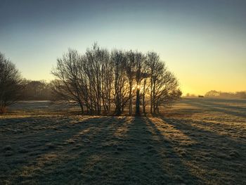 Bare trees on field against clear sky during sunset