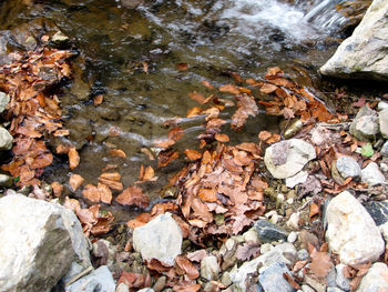 High angle view of leaves in stream