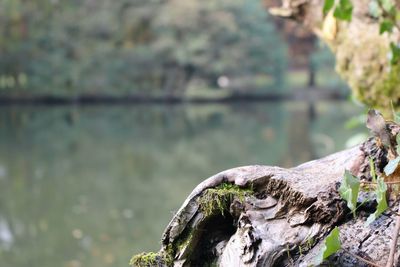 Close-up of tree root by lake