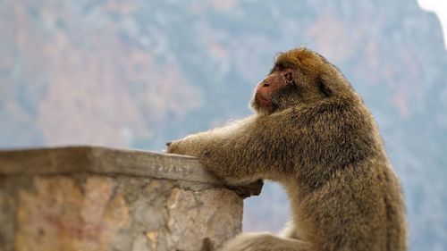 Low angle view of monkey looking away against wall
