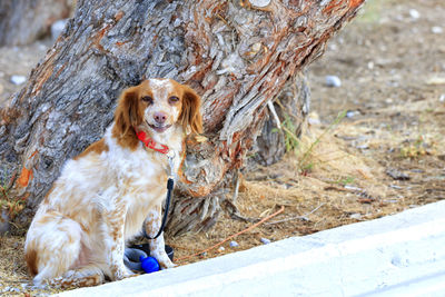 Dog sitting on tree trunk