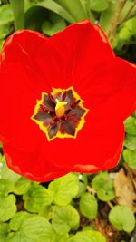 Close-up of red hibiscus blooming in field