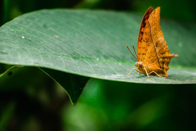 Close-up of butterfly on leaf