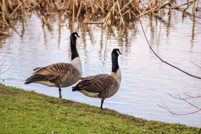 Canada geese standing by a lake