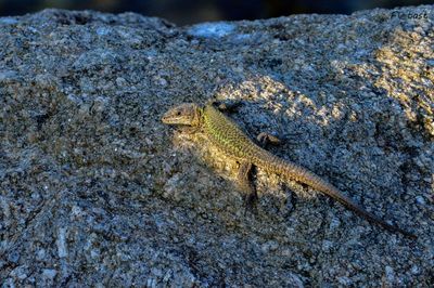 High angle view of lizard on rock