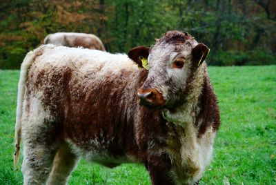 Sheep standing in a field