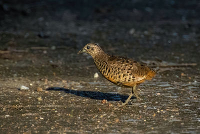 Close-up of bird