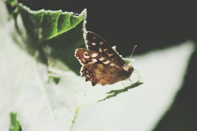 Close-up of insect