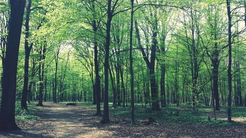 Pathway along trees in forest