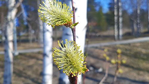 Close-up of yellow flowering plant