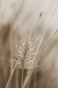 Close-up of dandelion against blurred background
