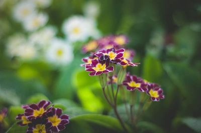 Close-up of purple flowering plant